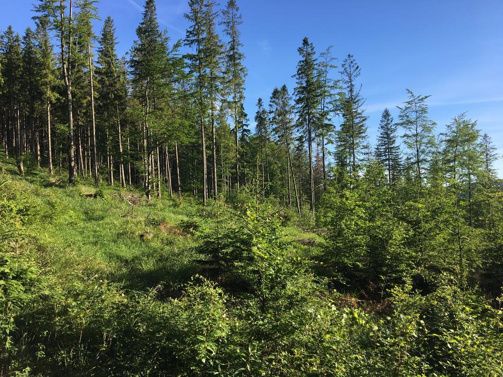 Agroturystyka Lesny Zakatek Stryszawa Bagian luar foto