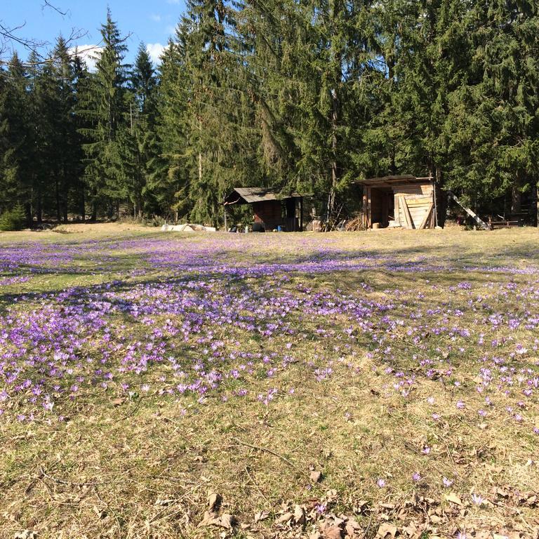 Agroturystyka Lesny Zakatek Stryszawa Bagian luar foto